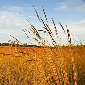Outsidepride Perennial Tall Native Grass Seed Mix - 1 lbs. Blend of Drought-Tolerant, Low-Maintenance Bluestem, Switchgrass & Indian Grass Seeds for Wildlife Habitat, Erosion Control & Landscaping