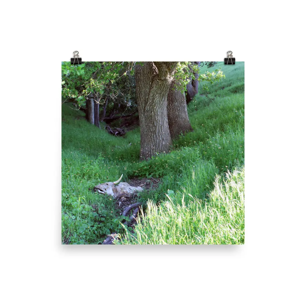 Dead Bull Deep in Spring Grass