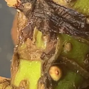 Itsumi Clone+ Plant Rooting  Mixture