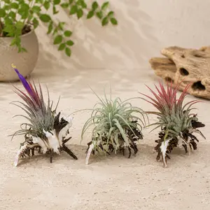 Set of 3 Longspine Murex Seashells with Tillandsia Air Plants