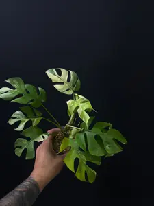 Rhaphidophora tetrasperma albo