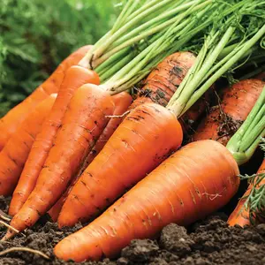 Kuroda Carrot Organic Seeds (Daucus carota) Sweet, juicy, and deep-orange roots bred for warmth. Great for juicing, roasting, and fresh eating in warmer climates