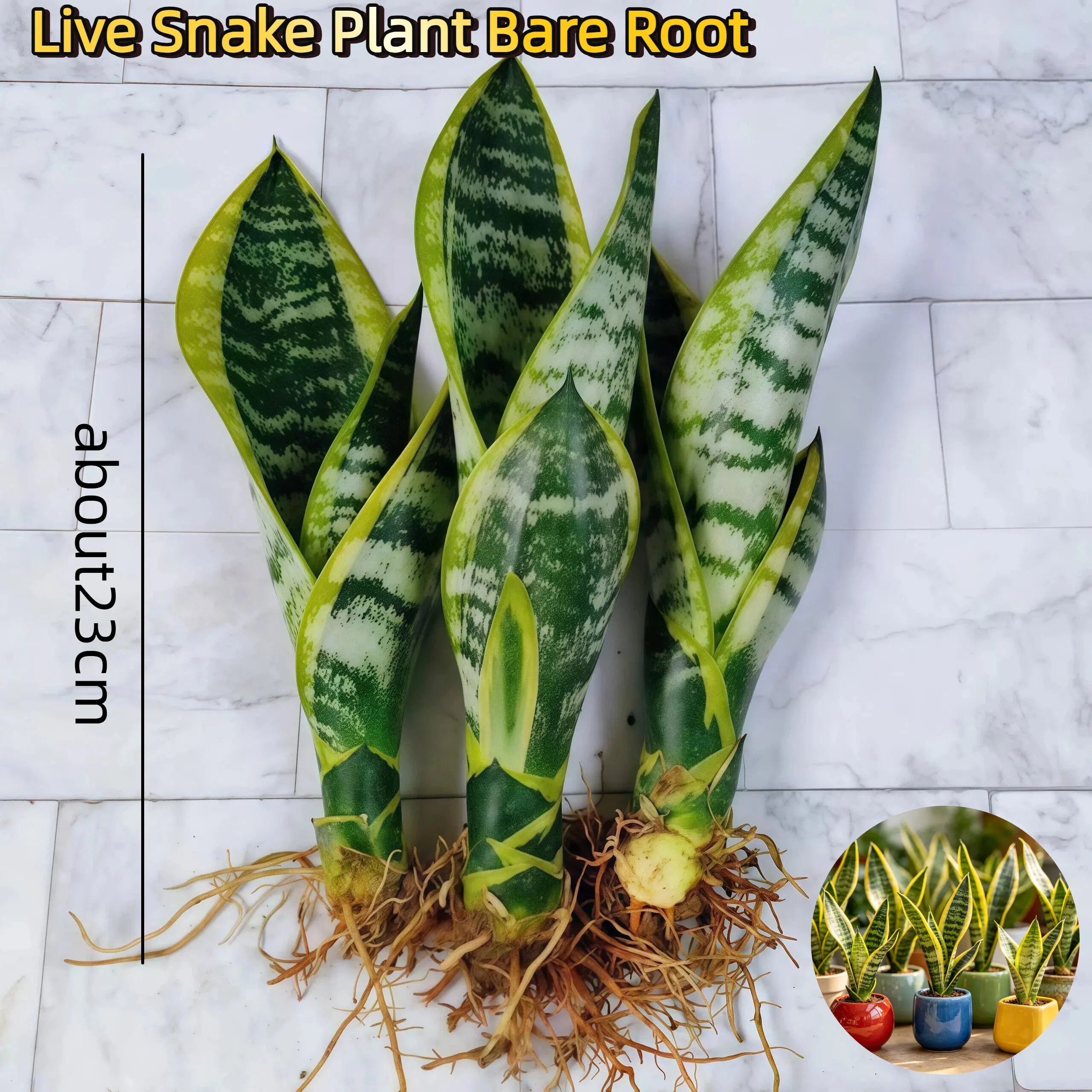 Live Snake Plant Bare Root - Approximately 23cm Tall - Ideal for Indoor Gardening and Decor