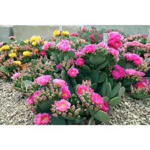 Prickly Pear "Watermelon Man"