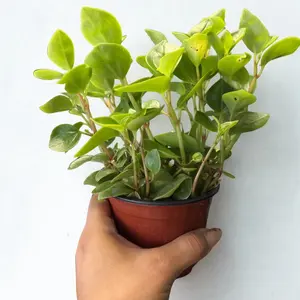 Peperomia Glabella Trailing Peperomia 4 Inch Potted Plant for Indoor Decor