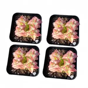 4pc 2inch Live Crassula Perforata Succulents, Beautiful Red Edge Fleshy Plants for Garden & Home