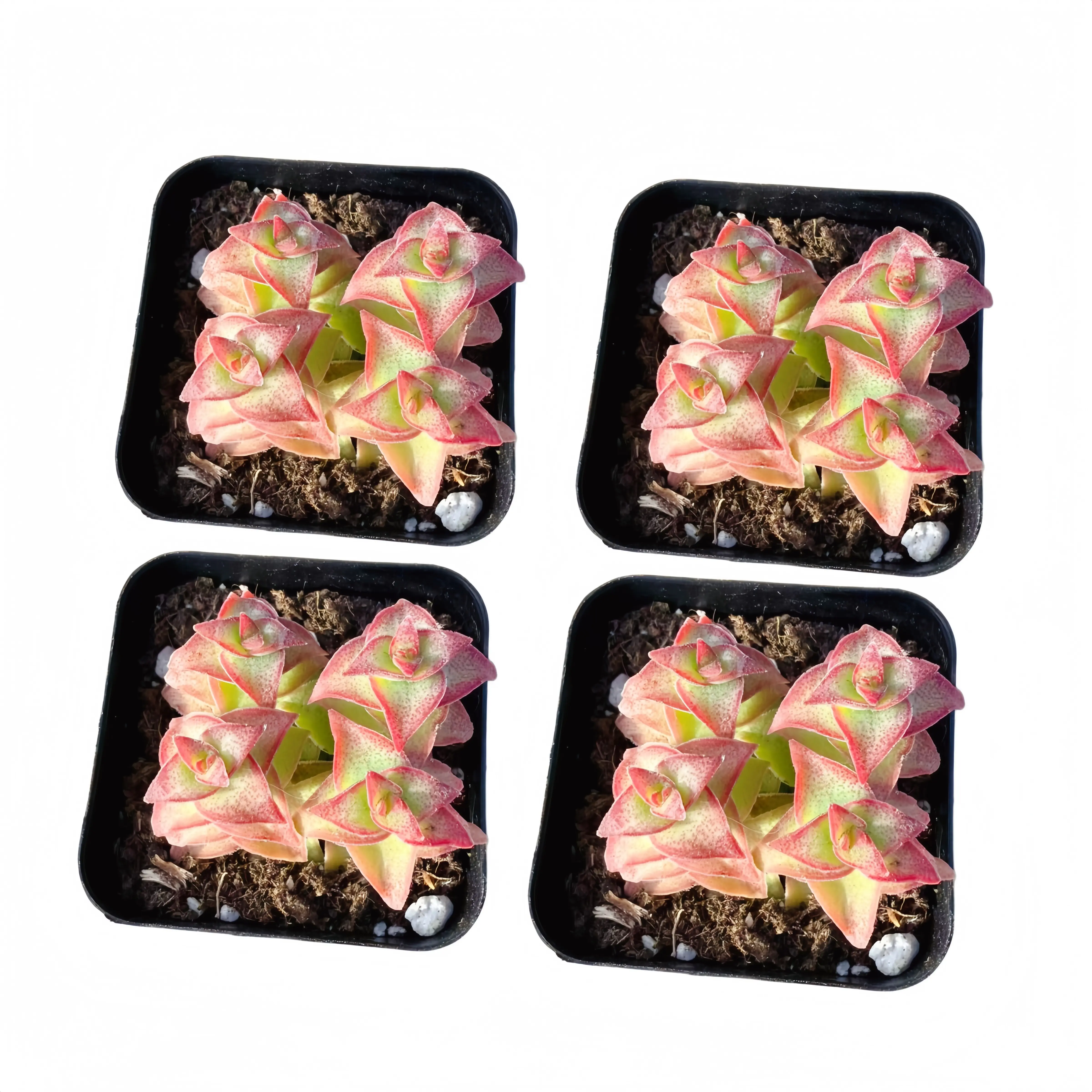 4pc 2inch Live Crassula Perforata Succulents, Beautiful Red Edge Fleshy Plants for Garden & Home