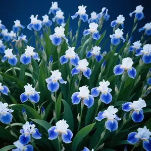 150PCS Butterfly Attractor Flowers – Hardy Seeds for Borders and Beds