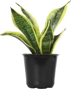 Live Snake Plant, Sansevieria trifasciata Superb, Fully Rooted Indoor House Plant in Pot, Mother in Law Tongue Sansevieria Plant