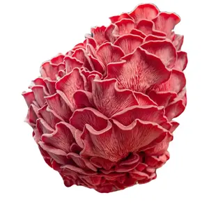 Grow Your Own Southwest Mushrooms with Ease - Complete Kit