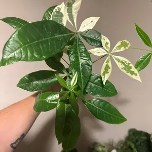3” Money Tree Pachira, live plant, indoor plant