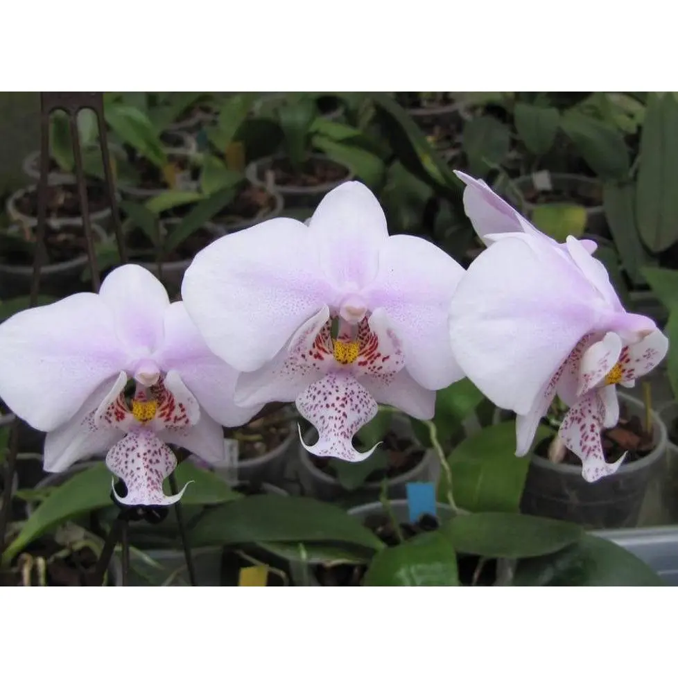Phalaenopsis Rothschildiana (amabilis x schilleriana)
