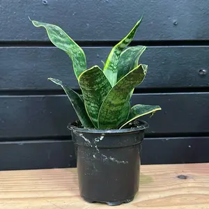 S.P Variegated trifasciata 4 Inch Pot