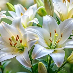 3 Bulbs White Knight Lily Bulbs