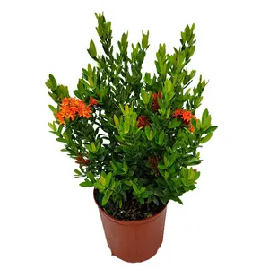 Dwarf Ixora Red Taiwanese Flower Bush (3 Gallon)