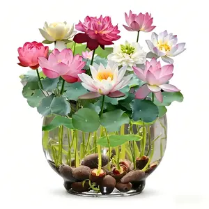 20PCS Premium Lotus Seeds for Hydroponics - Mixed Color Bowl Flowers for Ponds, Bonsai, Indoor Water Gardens and Lotus Bowl Planters - Non-GMO, High Germination Rate, Easy to Grow Water Lily Seeds