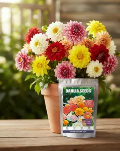 200 Dahlia Flower Seeds for Planting- Non-GMO Heirloom, Multi-Color Pompon Blooms Attract Pollinators, Rapid Outdoor Landscaping