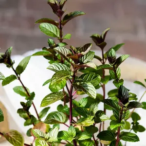Chocolate Mint Seed 100 Seeds Perennial Herb Plant Garden Fast-Growing Container Robust Flavor Rich in Vitamins A & C TikTokShopspringGlowup