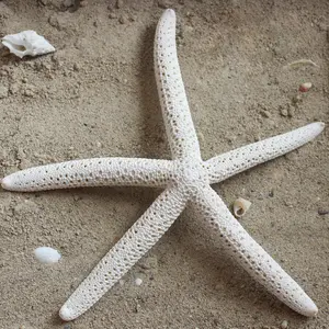 White Linkia Star