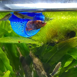 Floating Fish House for Betta, Peacock, Goldfish, Arch Entrance Aquatic Habitat, Mini Aquarium for Small Tanks, Easy Clean, No Power Needed