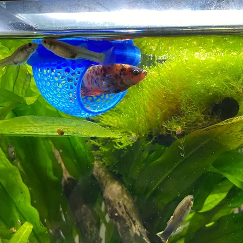 Floating Fish House for Betta, Peacock, Goldfish, Arch Entrance Aquatic Habitat, Mini Aquarium for Small Tanks, Easy Clean, No Power Needed, Aquarium Decor