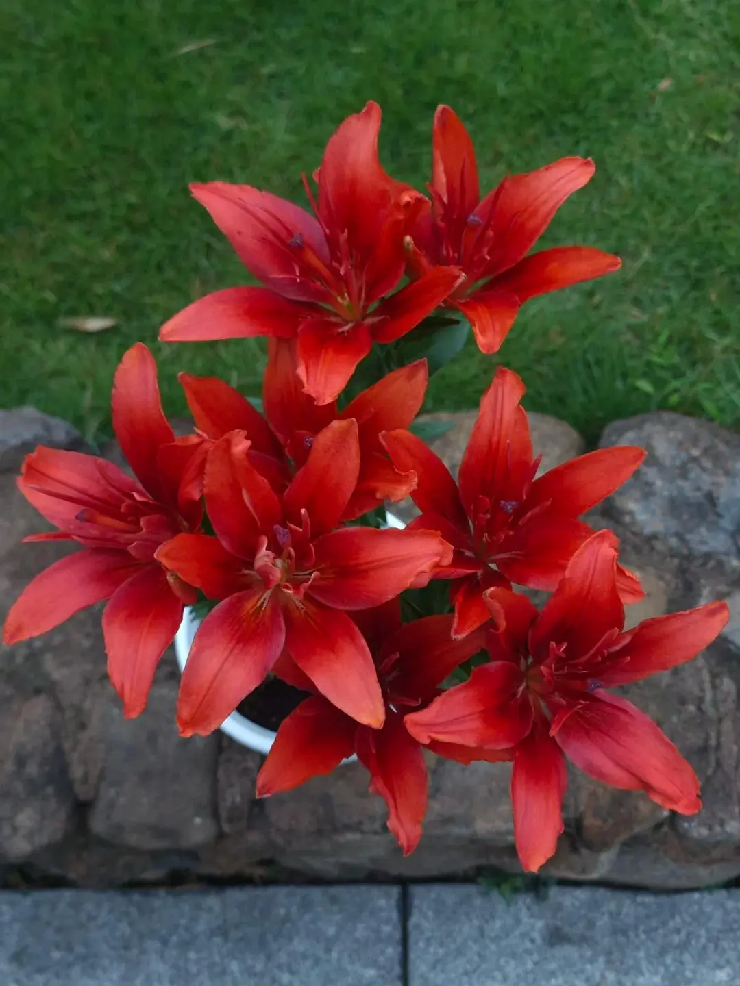 Pretty Lilies Pleasantly Scented Lily Flower Bulbs Live Garden Freshly Dug 3 Pcs Bulbs Red Colorful Blooms