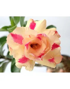 Adenium Obesum Grafted Plant Desert Rose Plant