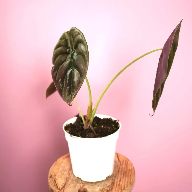 alocasia red secret - TikTok Shop