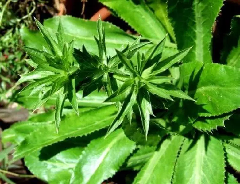 Eryngium Foetidum Vegetable Herb Seeds Pack - 500+ Count Recao, Culantro Ancho, Mexican Coriander, Fast-Growing, High-Yield, Nutrient-Packed Heirloom Non-GMO, Bold & Aromatic Flavor, Full Sun, All-Season Garden Seeds for Curries, Salads, All Seasons