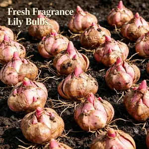 Mixed color Shangri-La flower bulbs, Asian Shangri-La flower bulbs, perennial flower, easy to grow, fragrant bloom, suitable for garden beds, flower beds, potted plants