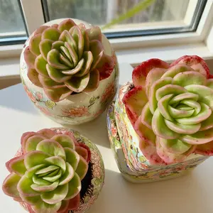 Echeveria Ice Rose Variegated– Rare Variegated Echeveria, Real Mini Indoor Plant, Low Maintenance Gift for Home & Office Décor"（Echeveria Ice Rose Variegated）