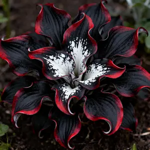 800 pcs Hosta Seeds – Low-Maintenance Perennials for Easy Gardening