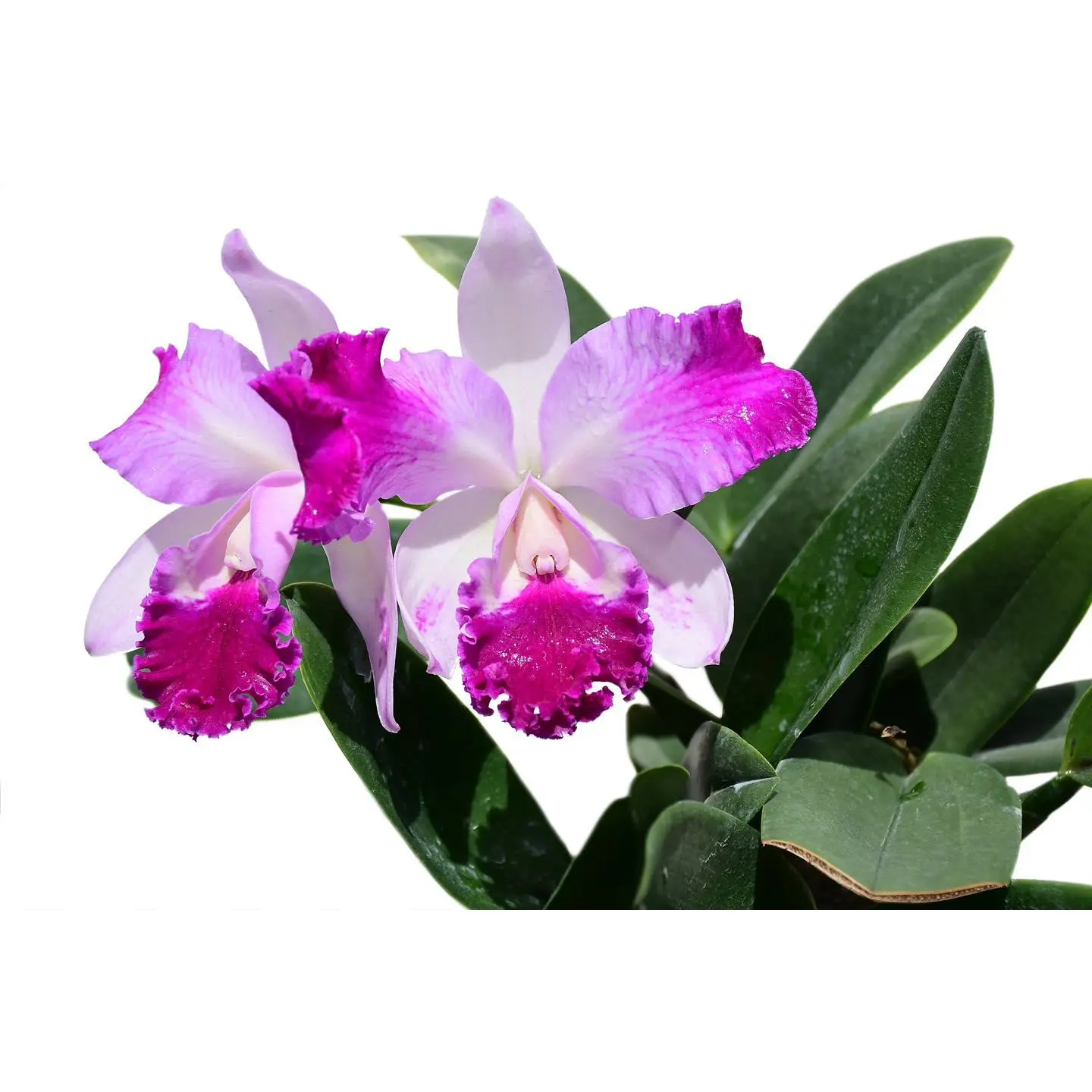 Rhyncholaeliocattleya Guillermo Lasso