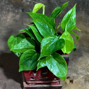 Jade Philodendron in a 4" Nursery Pot – Philodendron Cordatum – Heartleaf Green Philodendron Plant – Easy Care Vining Houseplant – Low Light Indoor Plant – Air Purifying Office & Home Décor Plant