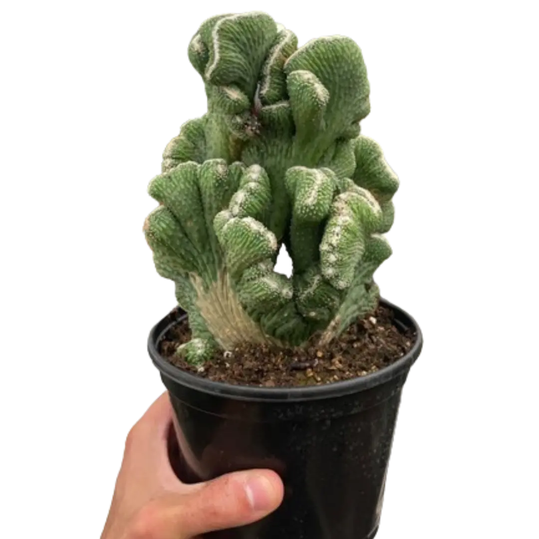 Succulent Cereus Coral Green (Rhipsalis cereuscula)