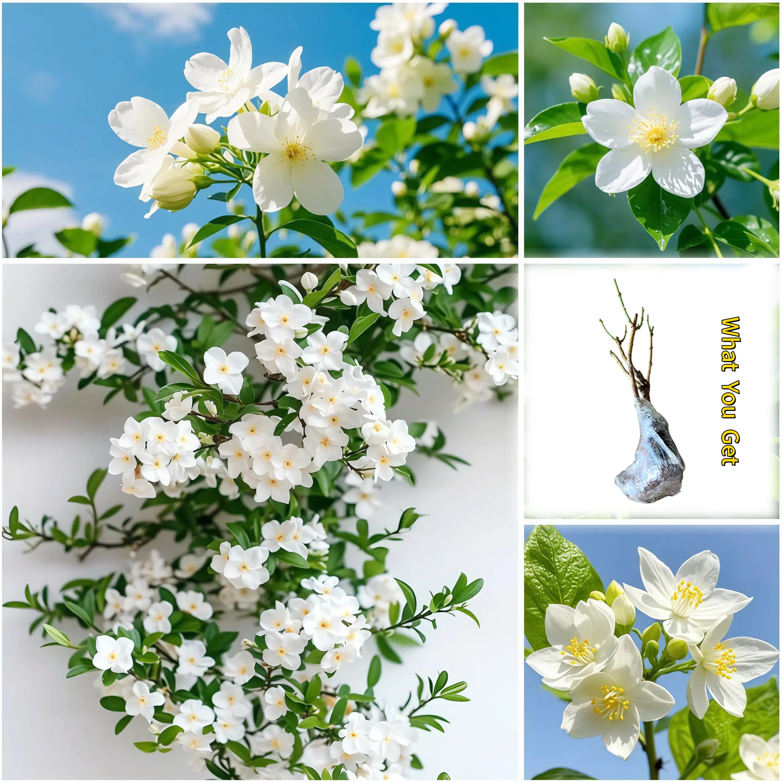 Live Climbing Jasmine Vine, Fragrant White Flowering Perennial, Starter Plant for Trellis Fence Pergola