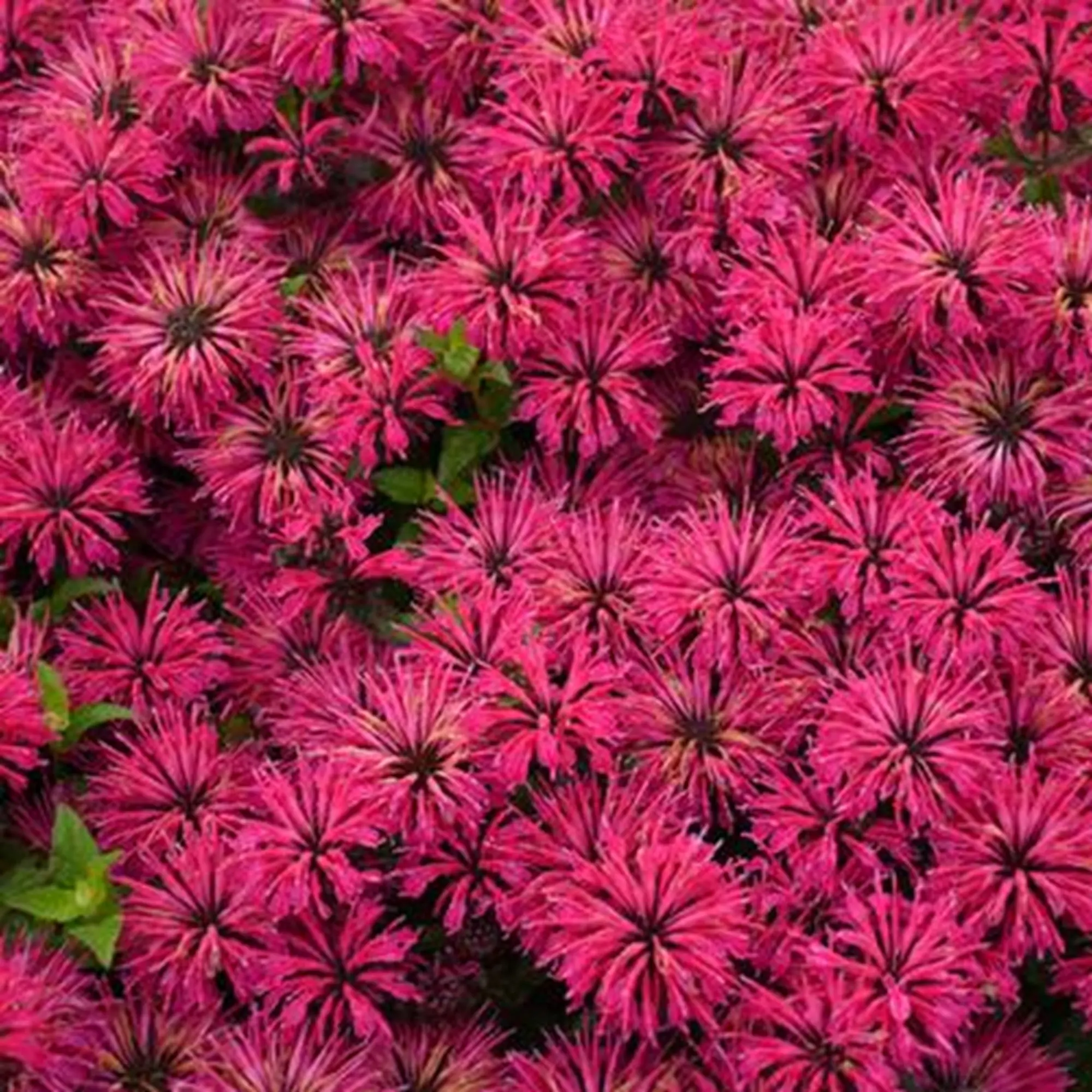 Green River 100 Seeds Razzberry Bee Balm - Flower Seed Pack Perennial with Bold Pink Blooms for Pollinator Garden Essential & Cottage Core Garden Essential