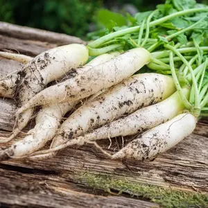 TomorrowSeeds - White Icicle Radish Seeds -  Baby Daikon USA Garden Chinese Winter Luobo Radishes Asian Vegetable Seed For 2024 Season Free Shipping