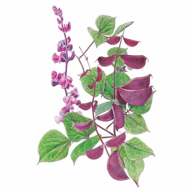 Ruby Moon Hyacinth Bean Flower Seeds, Garden Supplies for Home Improvement Ruby Moon Hyacinth Bean Flower Seeds, Garden Supplies for Home Improvement