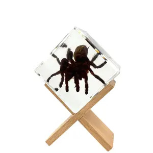 Tarantula Cube Display with Stand