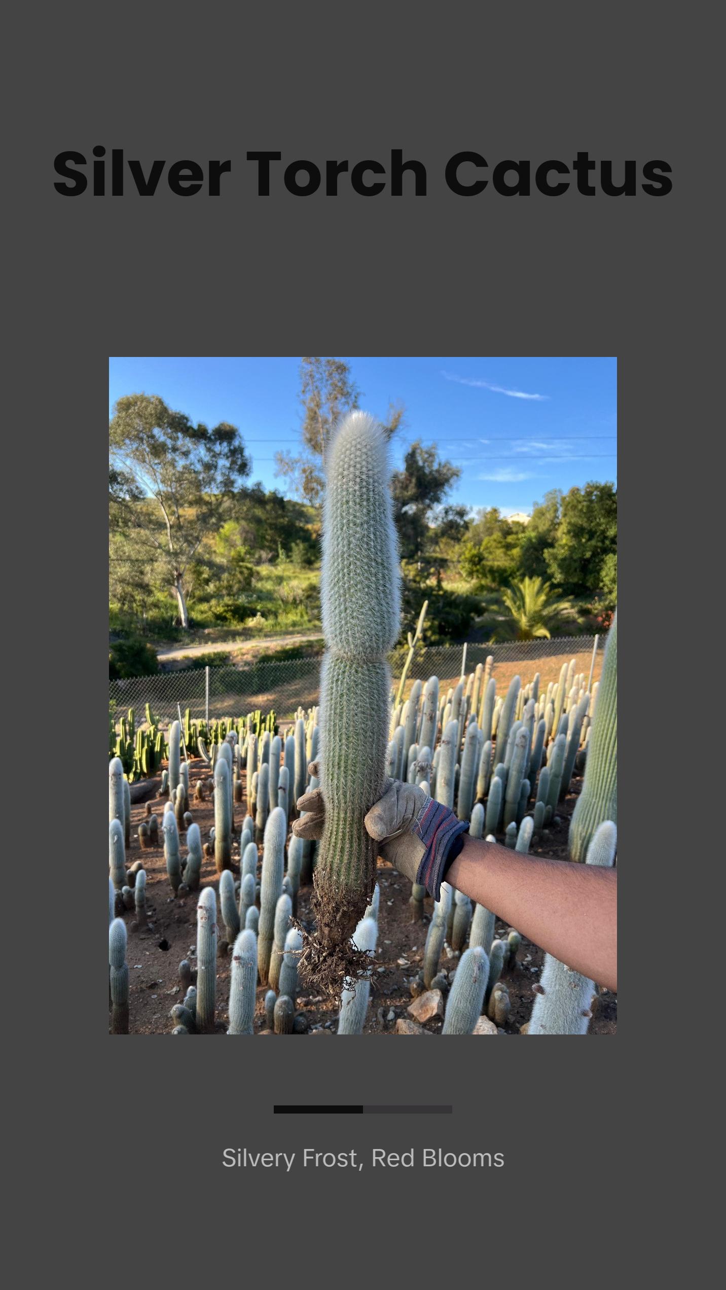 Silver Torch Cactus - Cleistocactus Strausii