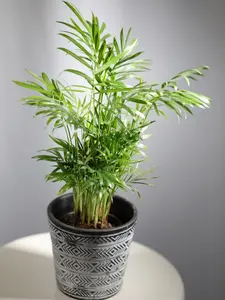 Palm 'Parlor' - 4" Pot - Live Indoor Plant - Natural Décor Plant - Easy to Care - Great Gifts - Care Guide Included