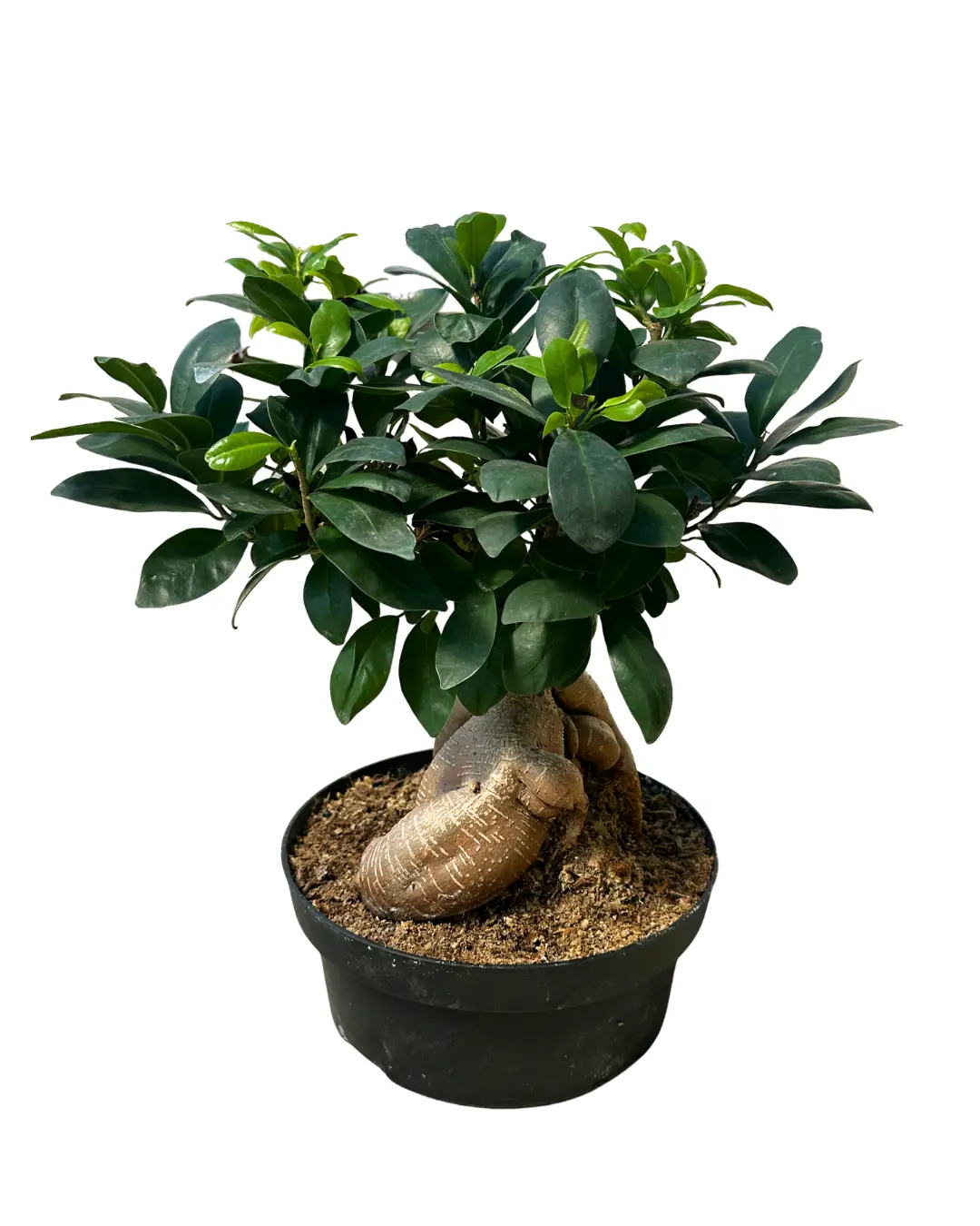 8" Ficus Ginseng Bonsai – Ficus Microcarpa Ginseng – Live Plant