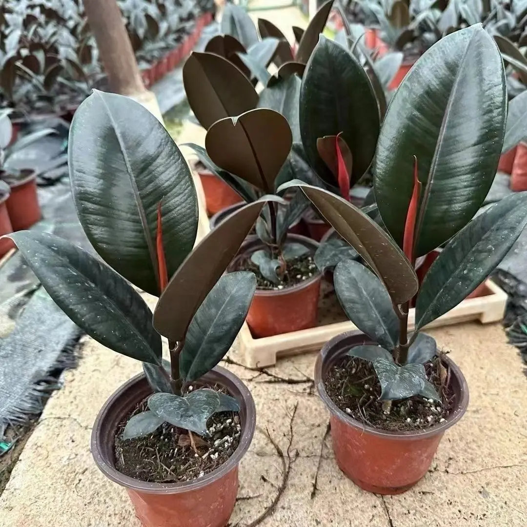 Live Ficus Elastica Rubber Tree Potted Seedling Low Light Air Purifying Evergreen Houseplant Home Office Decor