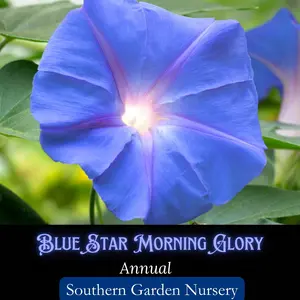 Blue Star Morning Glory Flower Seed Pack - Vining Blue Flowers, Hummingbird and Pollinator-Friendly Garden Flower Seed