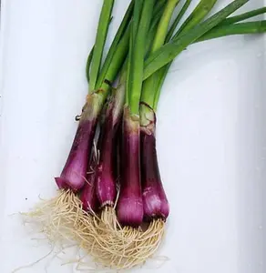 Organic Deep Purple Bunching Onion Seeds (Allium fistulosum) – 100+ Seeds for Vegetable Gardens and Culinary Use