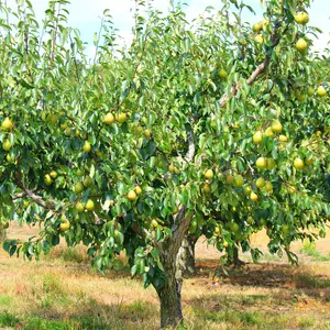 D'Anjou Pear Tree