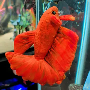 Orange Betta Plush