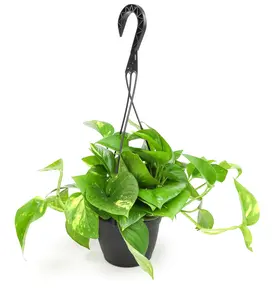 Golden Pothos Hanging Basket: Variegated Hanging Vines – Live Plant - (6” Pot) – Easy Pothos Plants – Great for Beginners – Air Purifying Houseplants Decorative