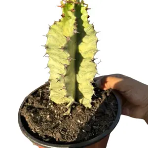 Euphorbia Ammak Variegated 6 inch pot Plant Succulent